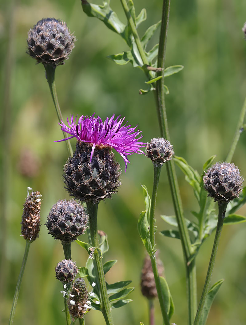 Greater knapweed